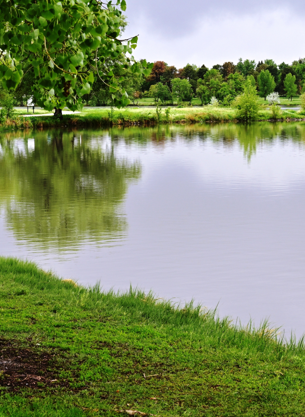 Calm lake surrounded by green trees and grass